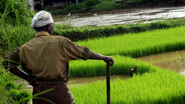 hope, kerala, food, rice, outdoor, cultivating, india, green, farmland, life, culture, farm, people, agriculture, countryside, labor, water, farmer, asia, field, nature, outside, environment, cultivation, farming, green food, green hope, green life, green farm, green rice, green culture, green farmer, kerala, kerala, kerala, kerala, kerala, farmer