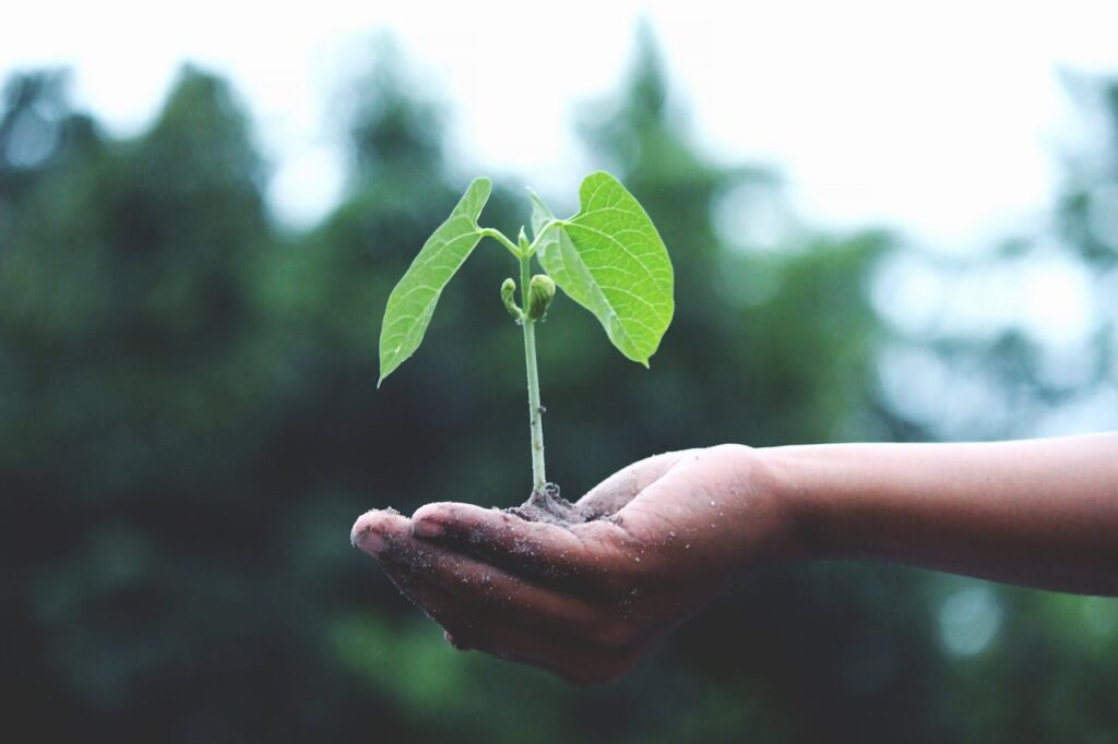 pexels-photo-1072824 A young sapling held in hands symbolizes growth and sustainability.
